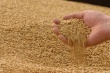 Россельхознадзор не пустил в Казахстан более 100 тонн фуражной пшеницы
