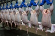Британские ученые рекомендуют замораживать птицу перед приготовлением