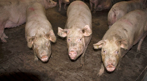 Власти Владимирской области ищут инвестора для банкротящегося свинокомплекса в Лесном и обещают трудоустроить работников при наихудшем развитии событий