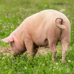 Никто снова не купил Фатежский свинокомплекс в Курской области