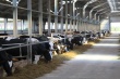 В Новосибирской области открывается первая очередь комплекса «Сибирской нивы» на 1200 коров