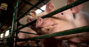 Свиноводческий комплекс «Надеево» продан за 16 млн рублей