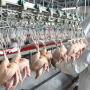 ООО «Камчатпищепром» увеличит производство охлаждённого мяса птицы