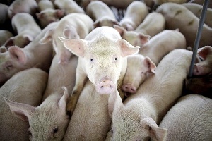 Более 40 тысяч воронежских свиней будут уничтожены из-за АЧС