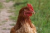 Кубань получит федеральные дотации на разведение птиц и свиней