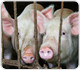 В Орловской области ветеринарные посты выставлены против африканской чумы свиней