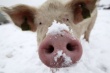 Падеж стада на Мостовском свинокомплексе может спровоцировать введение ЧС в Бурятии
