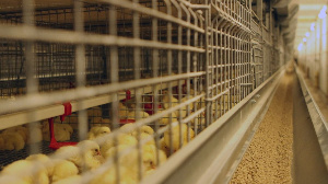 Губернатор попросил перенести птицефабрику, чтобы избавить Среднеуральск от запаха. Учредитель против