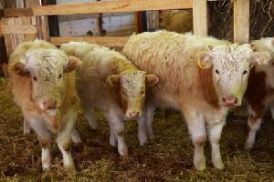 Максимальный грант на развитие семейных животноводческих ферм в Красноярском крае увеличен до 30 миллионов рублей