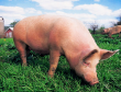На Черниговщине в двух селах уничтожают поголовье свиней из-за африканской чумы