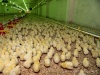В Новгородской области произойдут сокращения на трёх птицефабриках