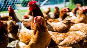 Болезнь Ньюкасла подтверждена в Израиле