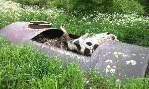 В Калининградской области должен появиться завод по утилизации биологических отходов
