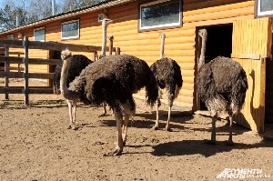 Алтайских фермеров призвали разводить страусов