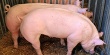 Поголовье свиней в Австрии продолжает падать