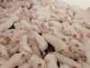Больше всех в мясной отрасли от ВТО достанется свиноводам