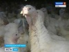В Тульской области растёт потребление мяса индейки