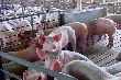 «Аургазинский свинокомплекс» построит новую ферму