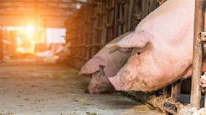 Российская отрасль свиноводства – итоги прошлого года и перспективы развития