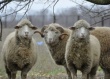 На Ставрополье пресечена попытка незаконного перевоза крупной партии овец