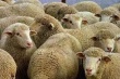 В Курской области решили развивать овцеводство