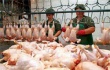 В России растет потребление отечественного мяса птицы 