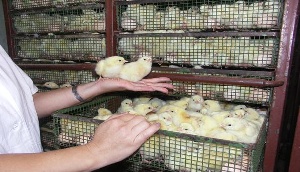 К Новому году охлажденное мясо птицы собственного производства поступит на колымский рынок