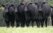 В Калининградскую область по программе развития мясного скотоводства прибыла очередная партия коров