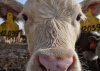 В Приамурье на ПМЖ приедут четыре тысячи австралийских коров