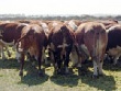 Минсельхоз Челябинской области призывает фермеров увеличивать поголовье мясного скота