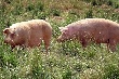 Агрохолдинг "Кубань" снова взялся за свиней