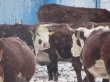 Почти 300 животных заражены бруцеллезом в Самарской области.