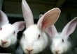 В Челябинской области откроется племенное хозяйство по разведению кроликов