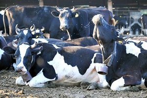 Владимир Лабинов: России не хватает собственного поголовья коров