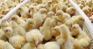 Часть имущества Надеждинской птицефабрики выставят на торги в июне 