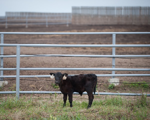 «Мираторг» вновь возглавил рейтинг агрохолдингов по выручке