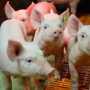 Cargill открывает первую на Шри-Ланке племенную свиноферму