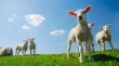 В Новой Зеландии восстанавливается овечье поголовье