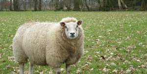 В Украине увеличилось поголовье овец на 12%