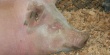 Африканская чума свиней: Ветеринары в Берлине обеспокоены