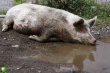  В зоне карантина по африканской чуме свиней убили около 300 животных 