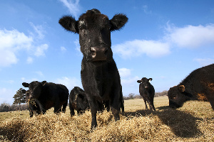 Производители мяса играют с генетикой. К чему это приводит
