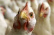 США: прибыли птицеводов далеки от устойчивости