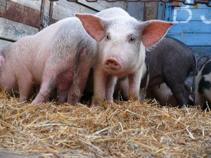 Эстония запретила ввоз из Литвы свиней и свинины