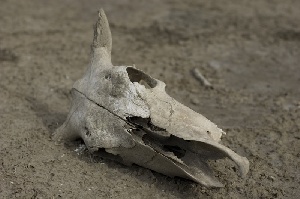 Гибель элитных коров под Воронежем стала уголовным делом