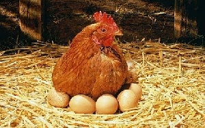 Россельхознадзор ввел временные ограничения на ввоз птицы и инкубационного яйца из Германии