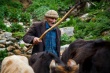 У грузинских пастухов обнаружен неизвестный до сих пор вирус оспы