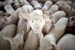 Более 40 тысяч воронежских свиней будут уничтожены из-за АЧС