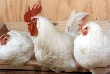 Украина войдет в десятку крупнейших мировых экспортеров мяса птицы