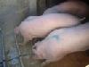 ГК «Агро-Белогорье» приобрела французских свинок